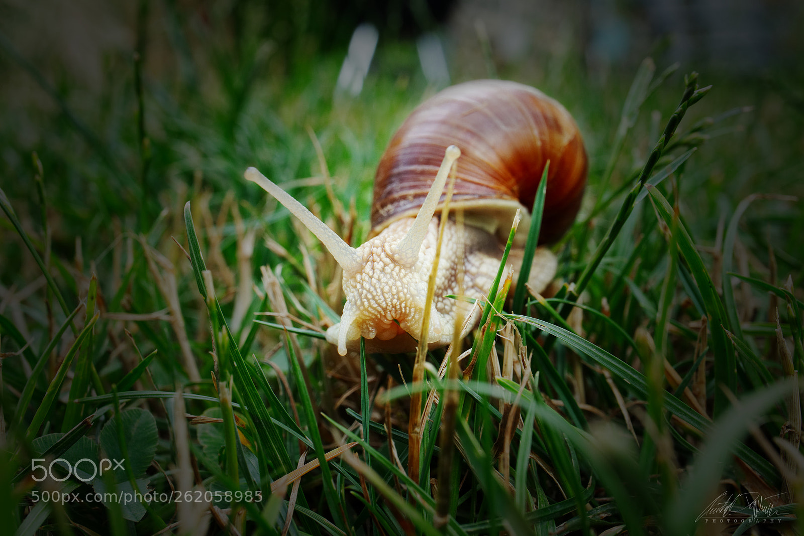 Canon EOS M6 sample photo. Weinbergschnecke photography