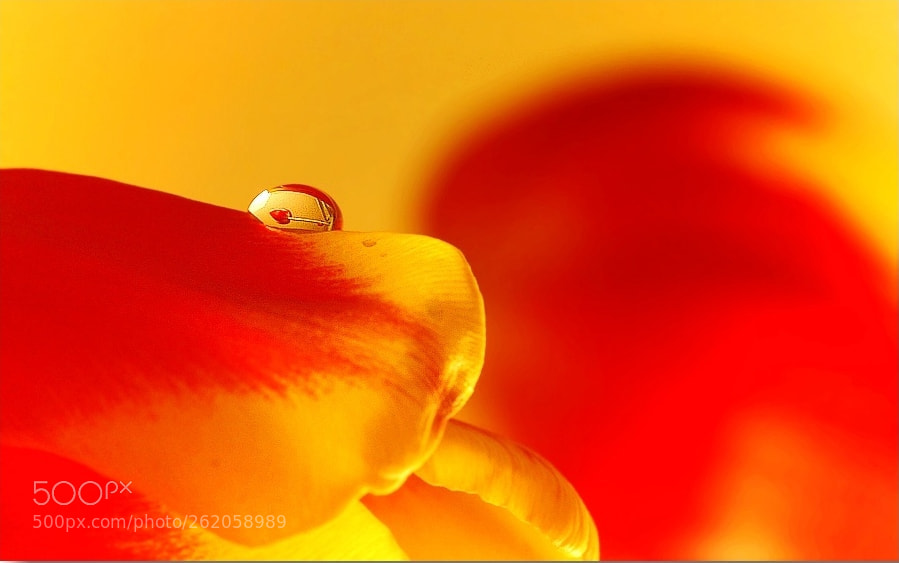 Nikon D70 + Sigma 105mm F2.8 EX DG Macro sample photo. Minipánek photography