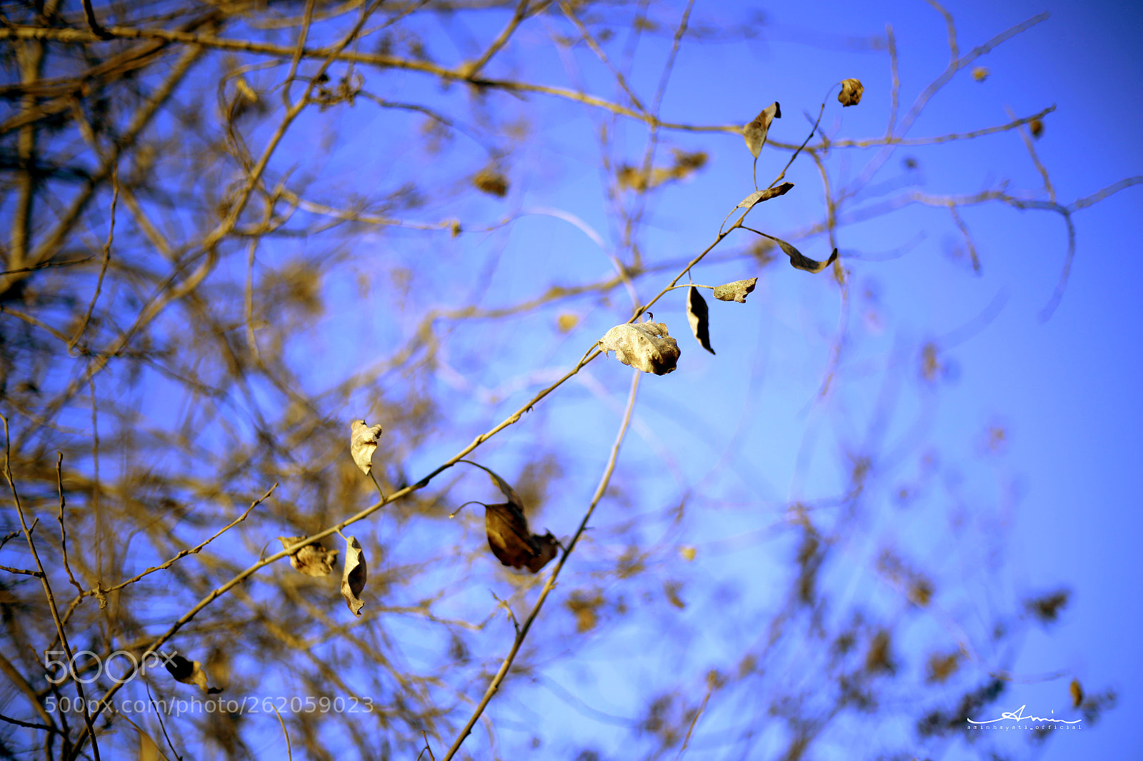 Canon EOS 6D sample photo. Dry tree photography