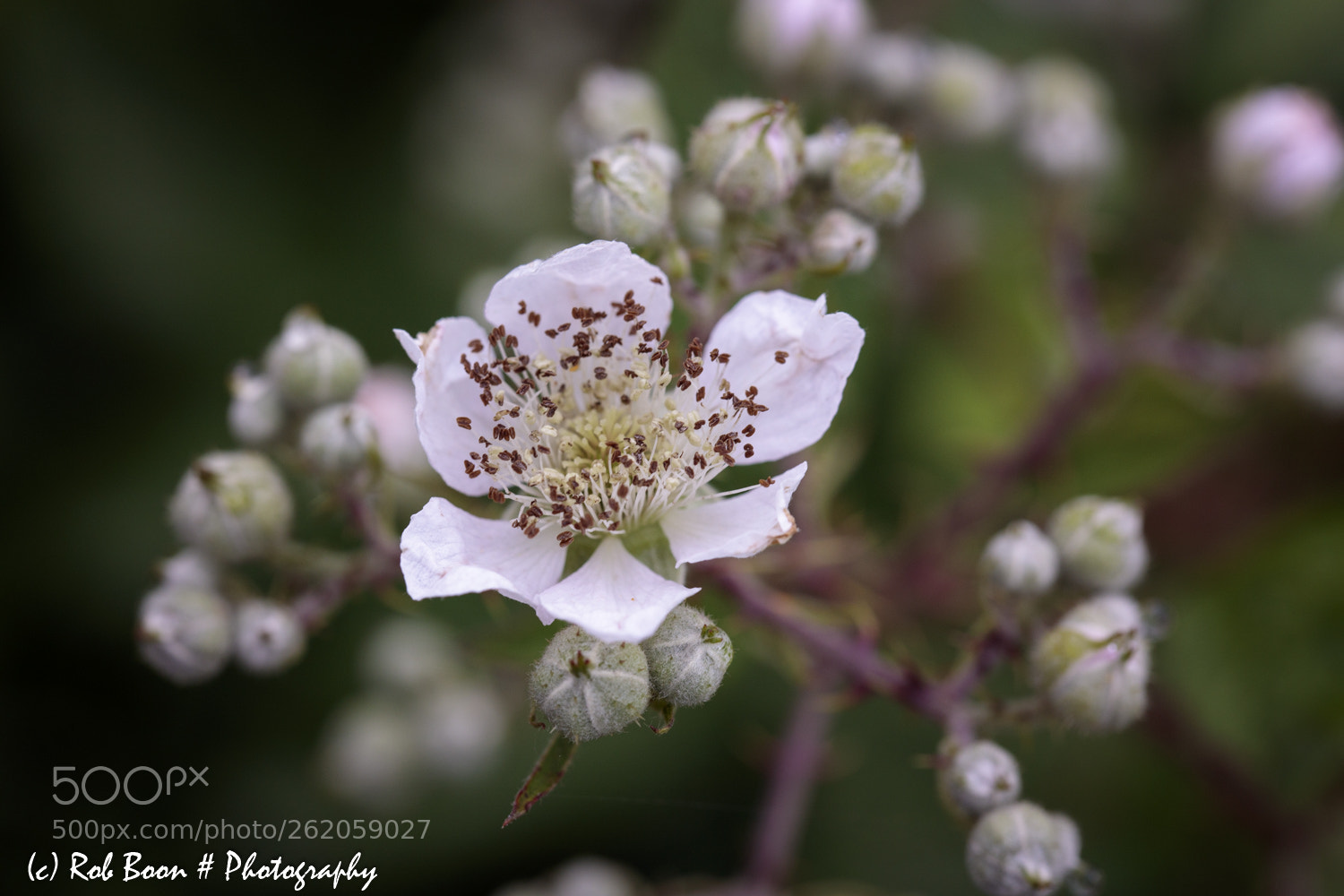 Canon EOS 5DS sample photo. Blossom photography