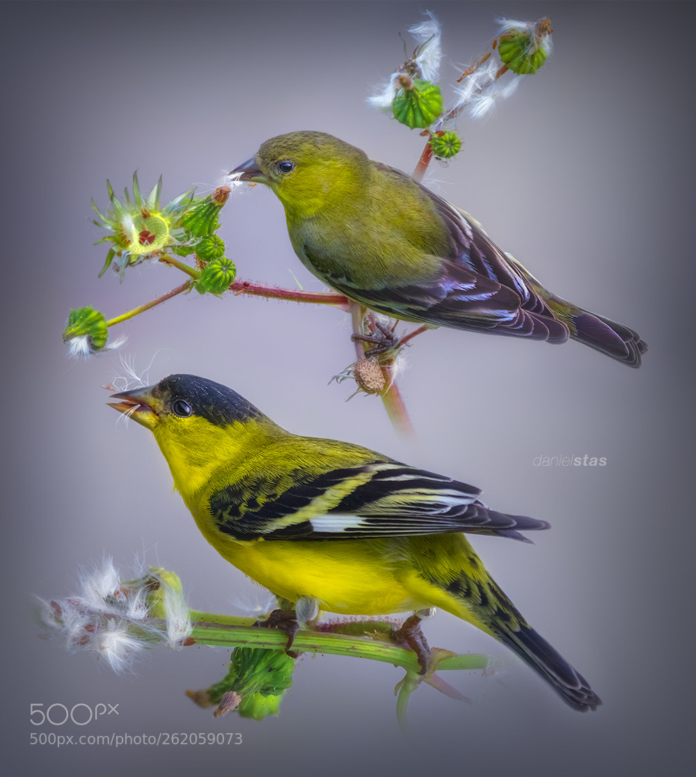 Canon EOS 5D Mark IV sample photo. Lesser goldfinch photography