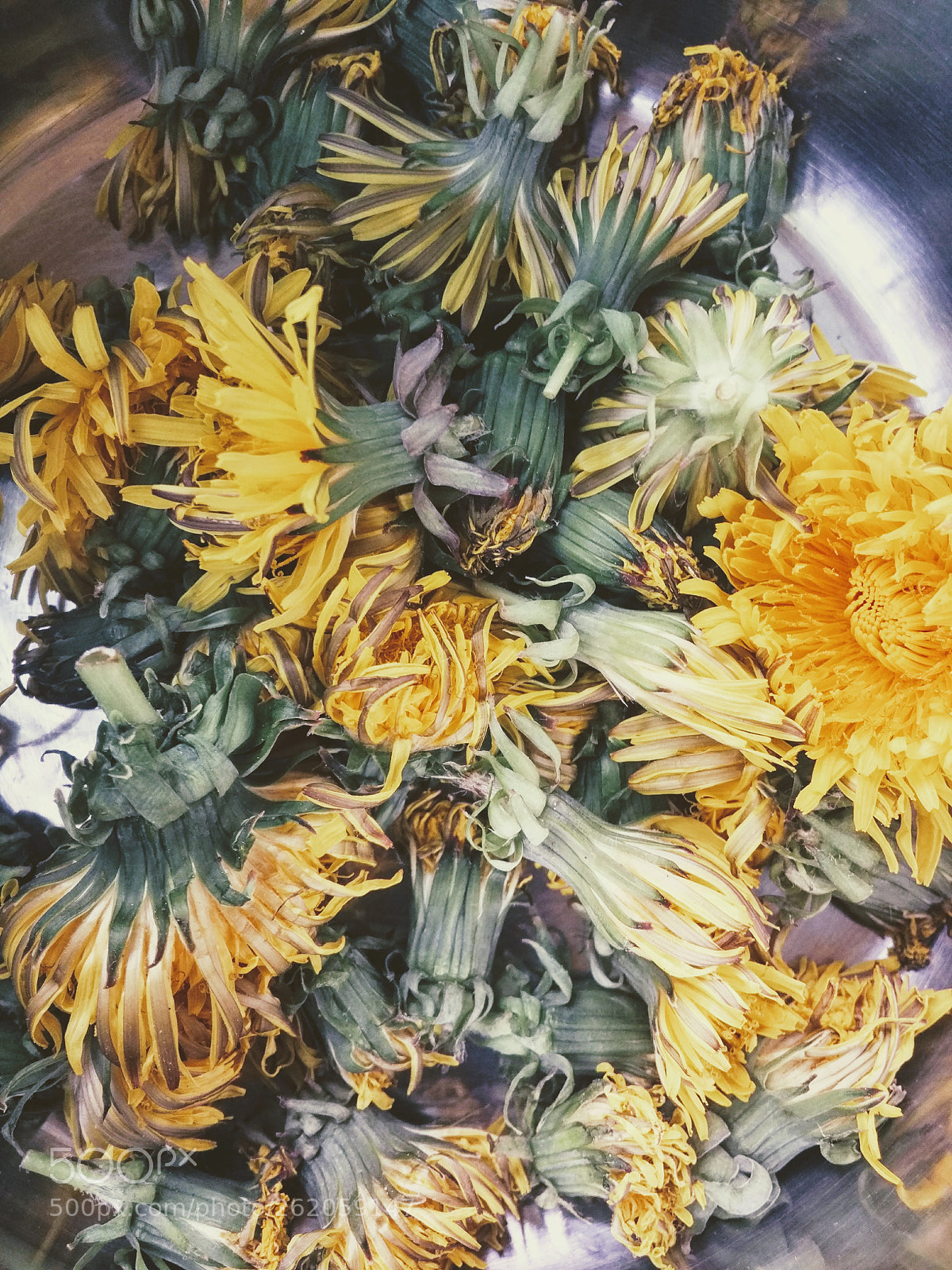 Xiaomi Mi-4c sample photo. Dandelion photography