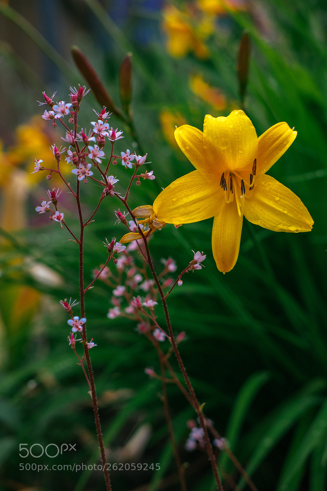 Fujifilm X-T1 sample photo. Lily photography