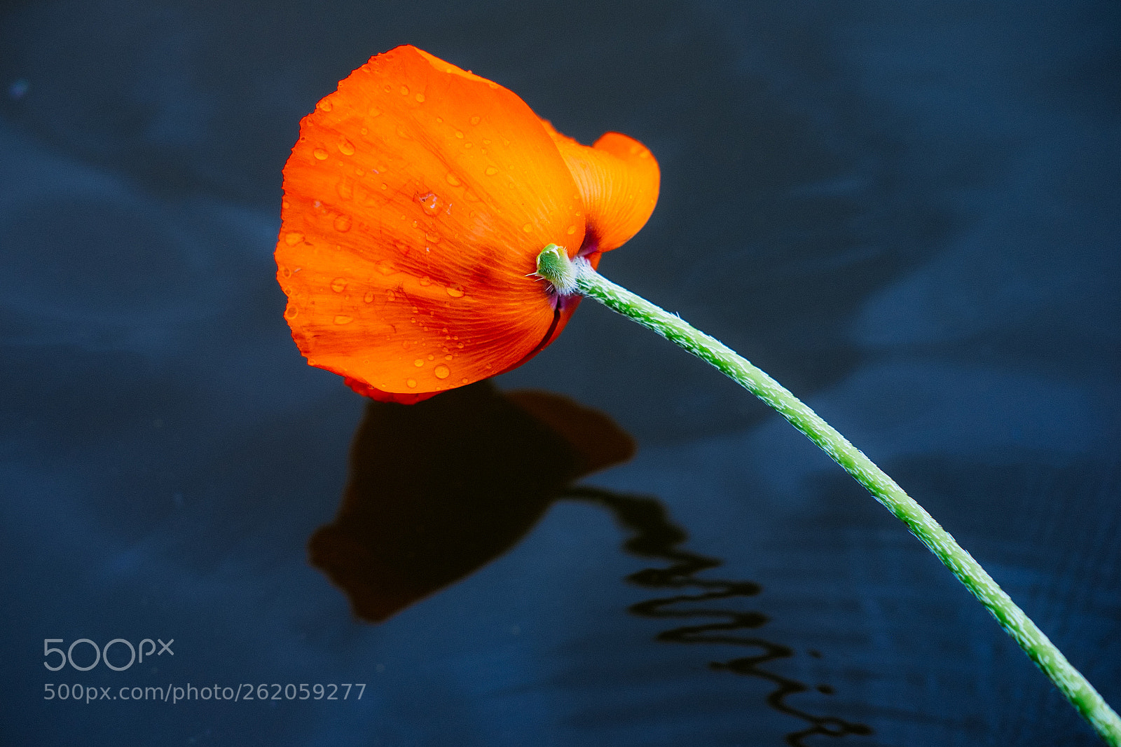 Fujifilm X-T1 sample photo. Poppy photography