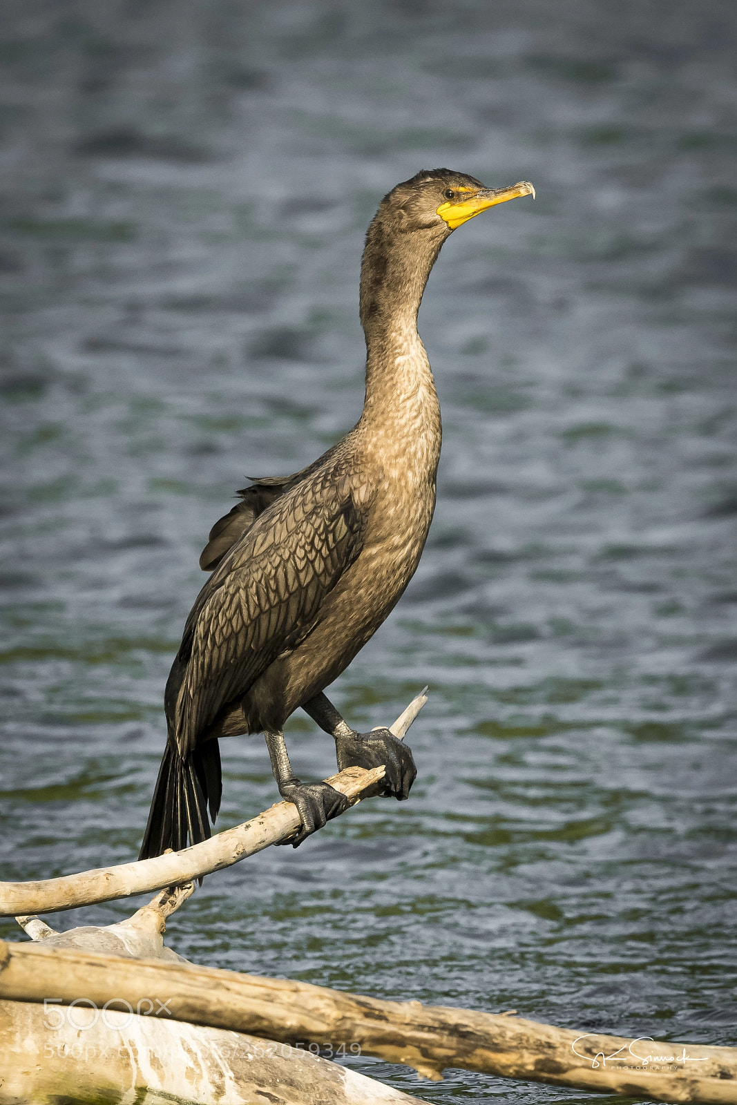 Nikon D850 sample photo. Sacramento river double crested photography