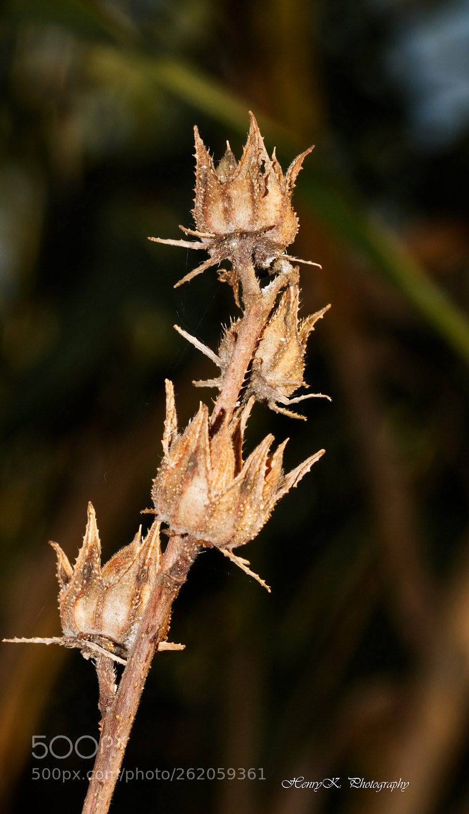 Canon EOS 70D sample photo. Seed bearers photography