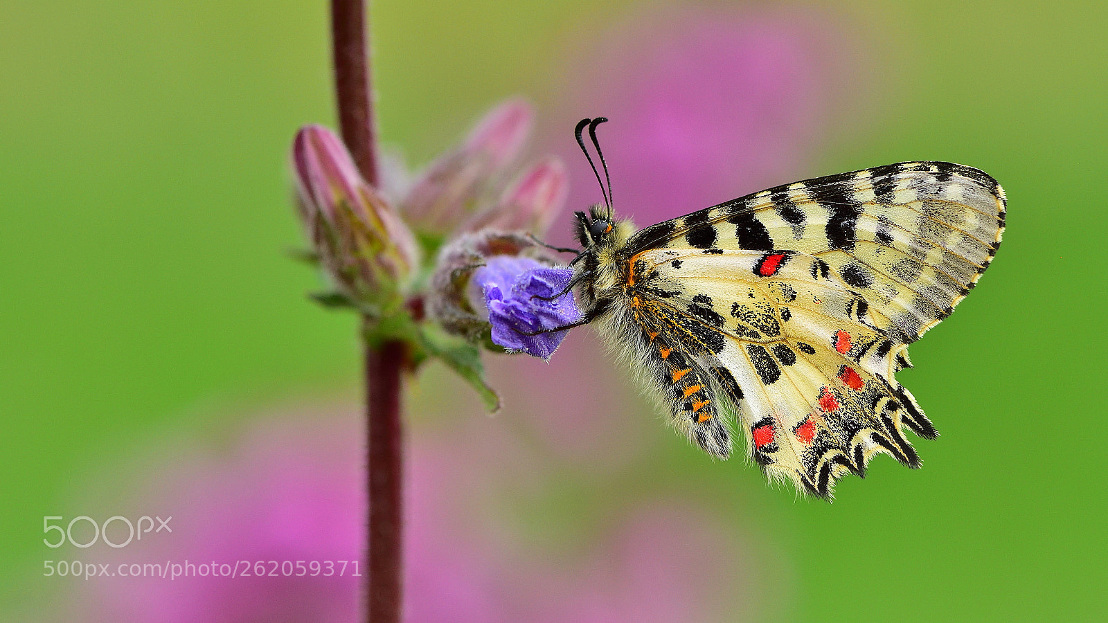 Nikon D810 sample photo. Orman fistosu / / zerynthia cerisyi photography