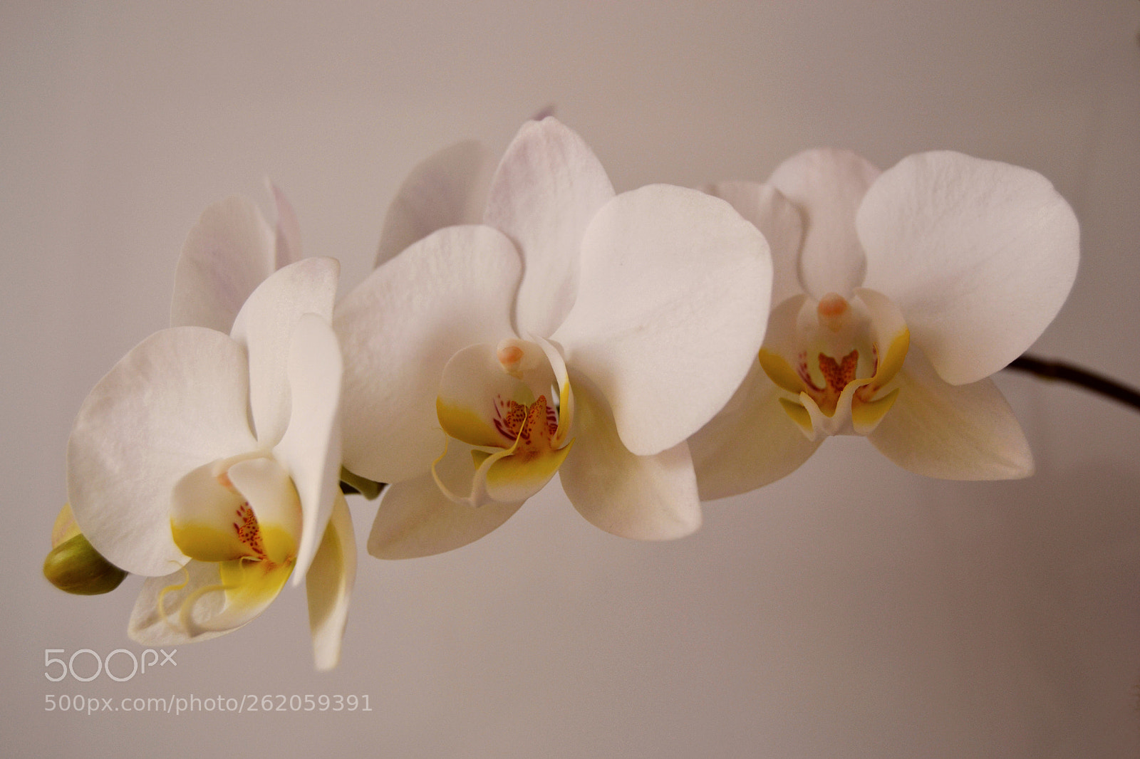 Nikon D3100 sample photo. Orquídea blanca photography