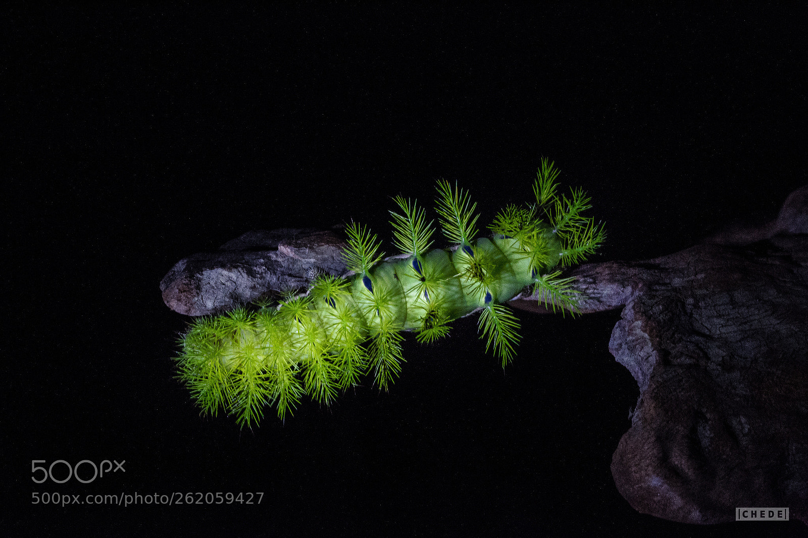 Canon EOS 6D sample photo. Caterpillar of fire photography