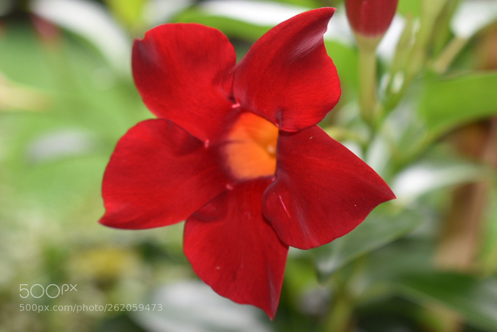 Nikon D5600 sample photo. Mandevilla photography