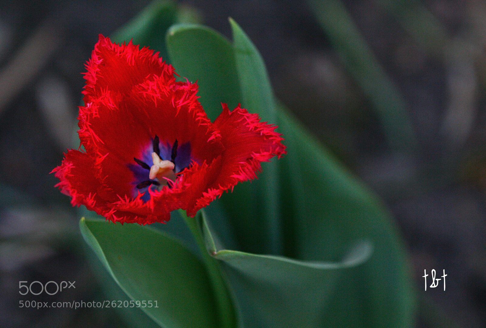 Canon EOS 7D sample photo. Untitled photography
