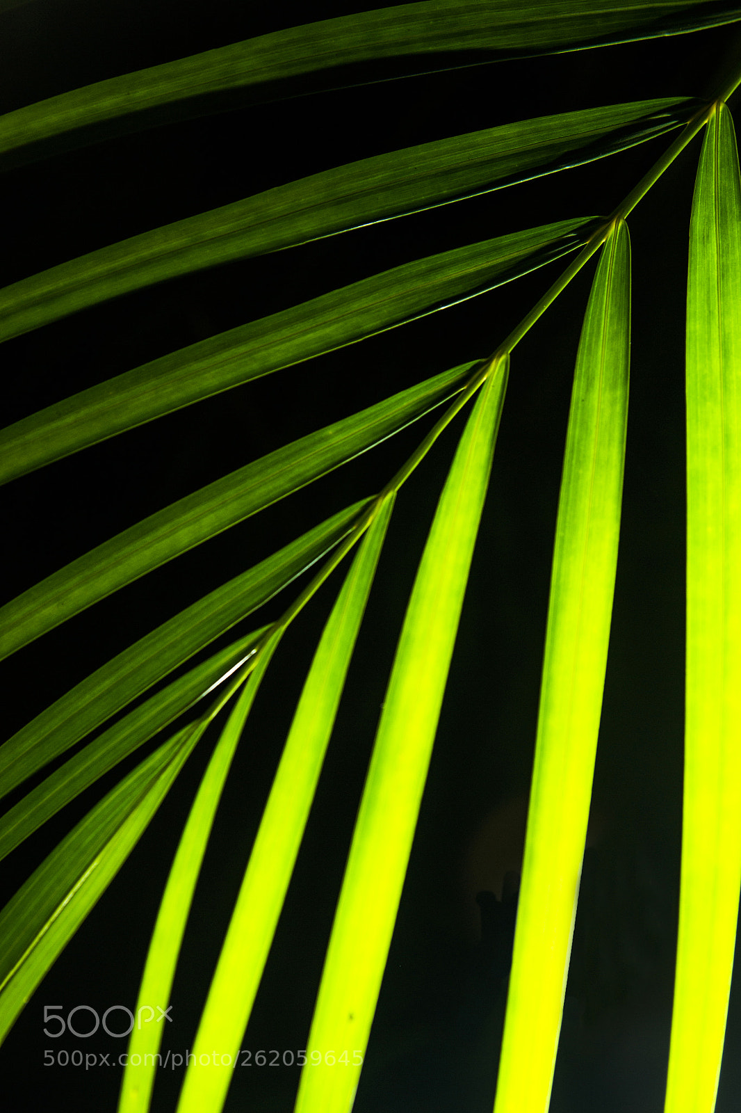 Nikon D3100 sample photo. Sectores photography