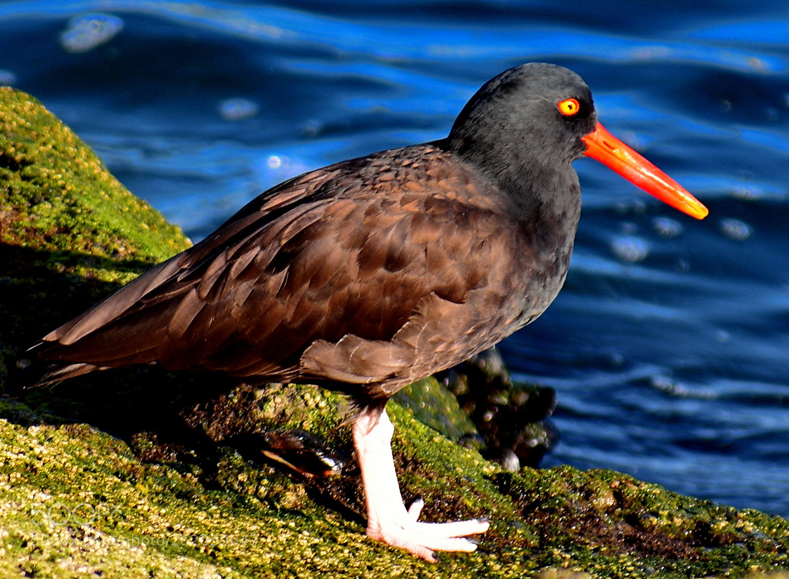 Nikon D7200 sample photo. Red oyster catcher looking photography