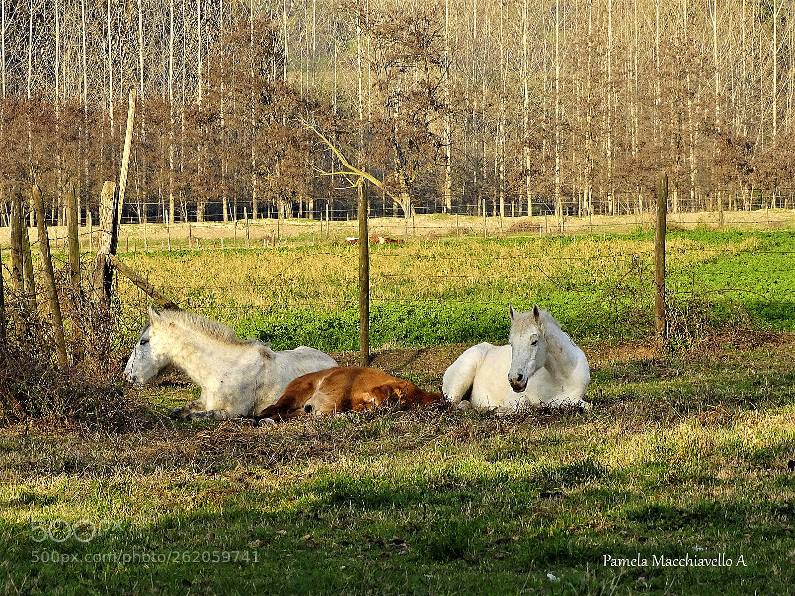Sony Cyber-shot DSC-HX400V sample photo. Horses photography