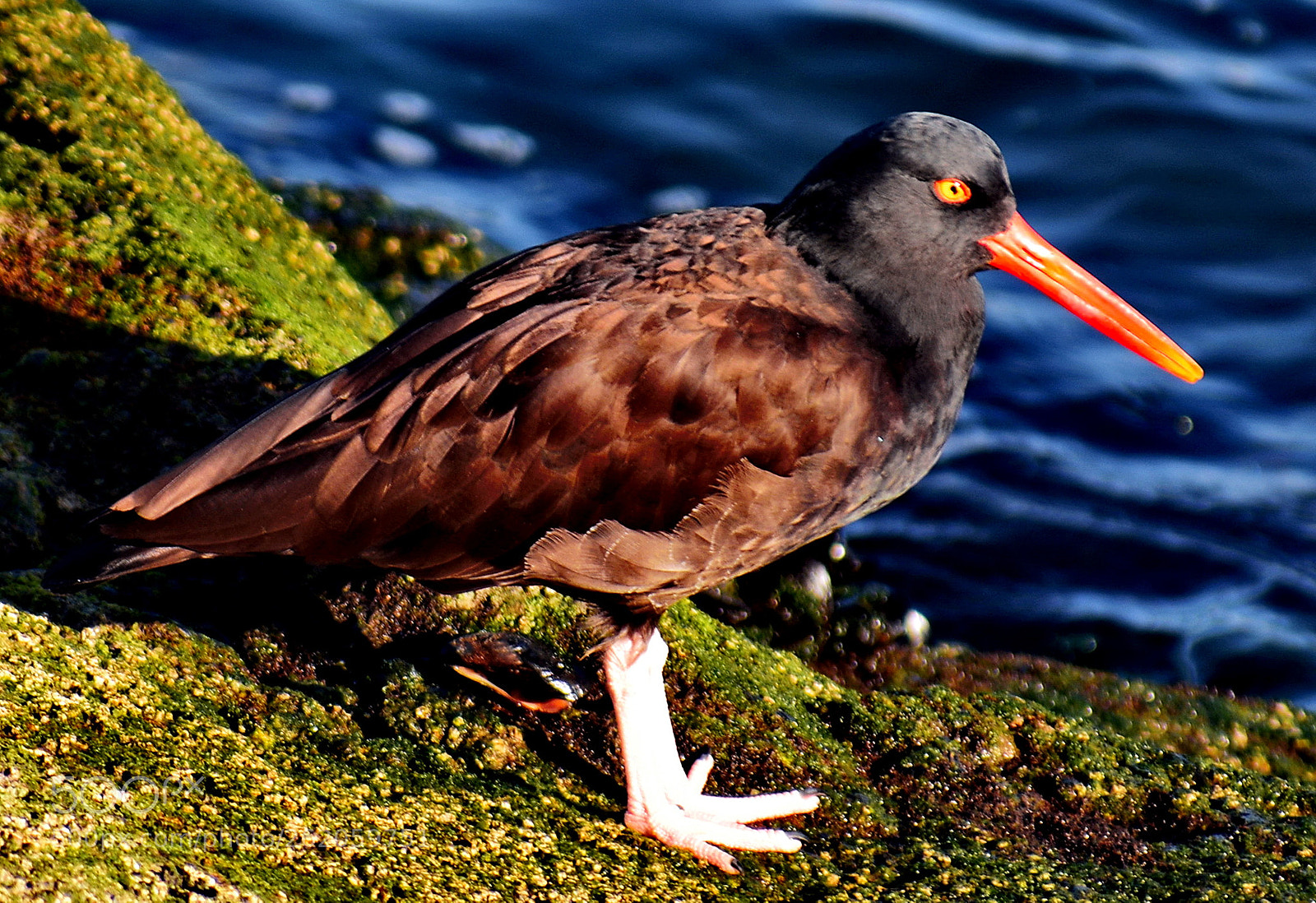 Nikon D7200 sample photo. Red oyster catcher looking photography