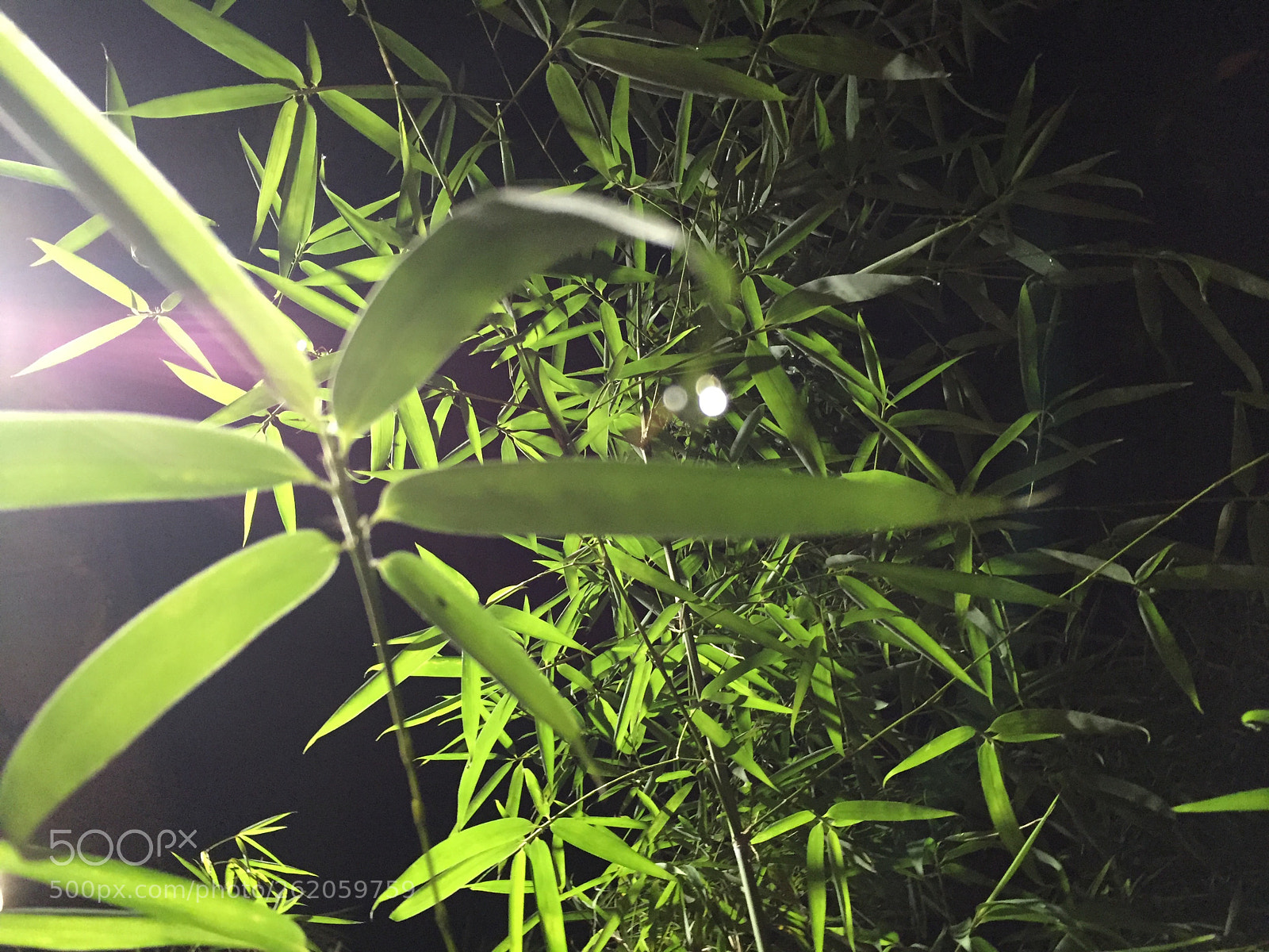 Apple iPhone 6 sample photo. 竹 photography