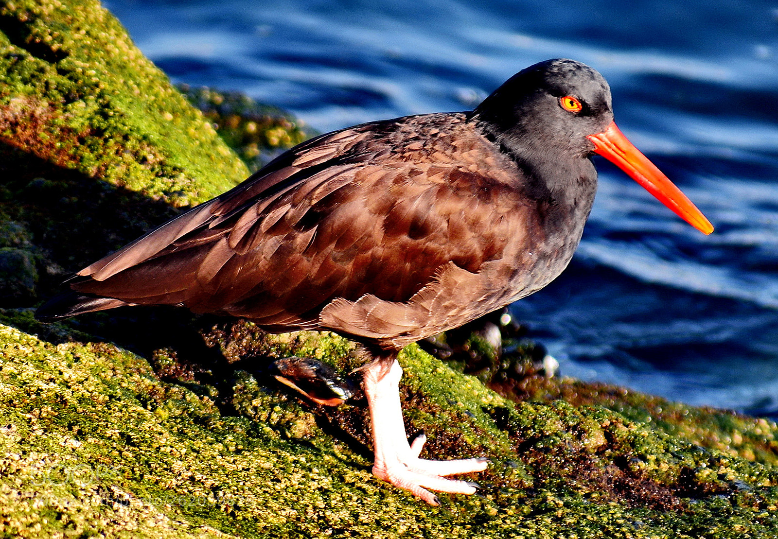Nikon D7200 sample photo. Red oyster catcher looking photography