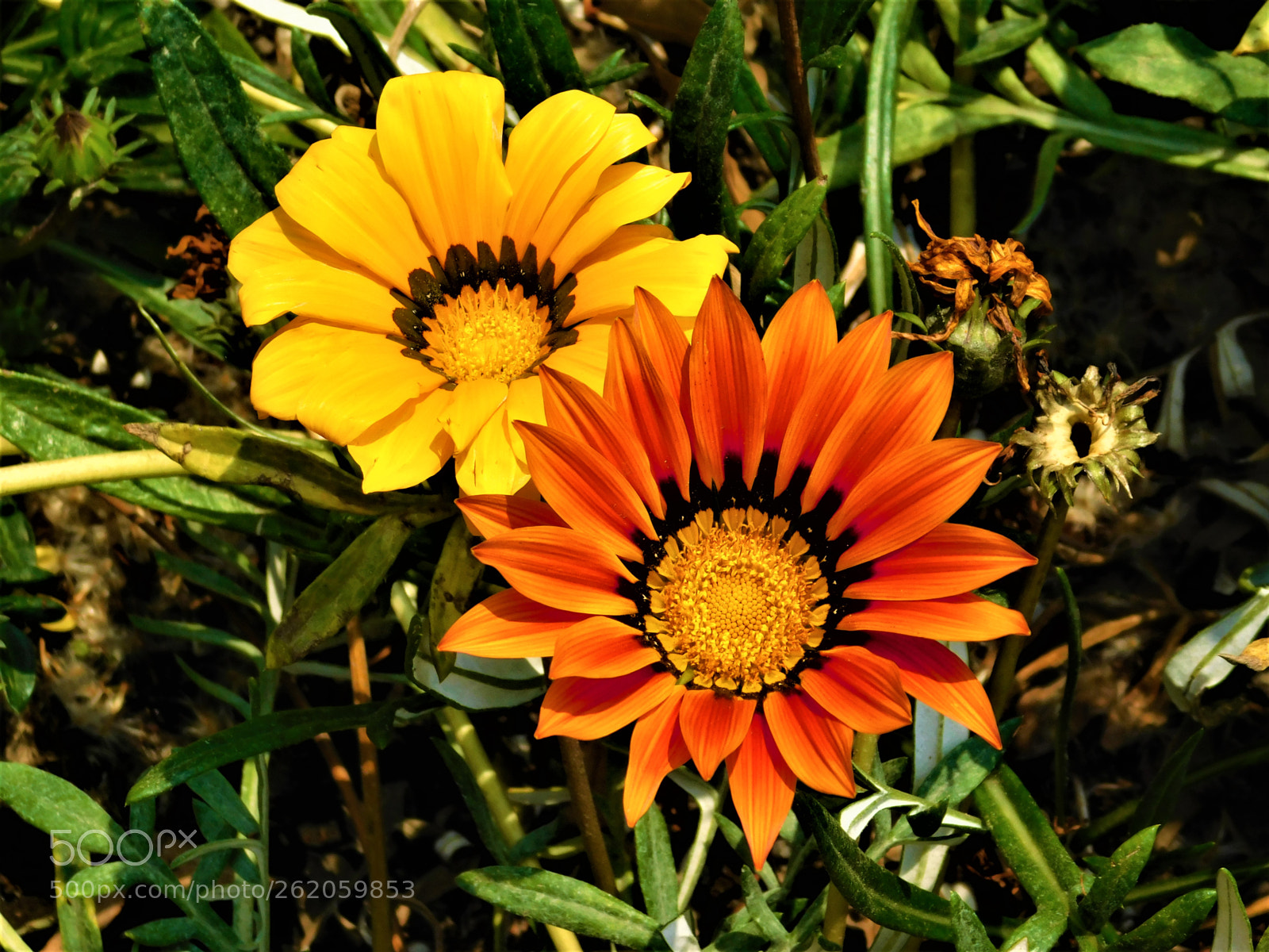 Nikon Coolpix B500 sample photo. Flowers of the sun photography