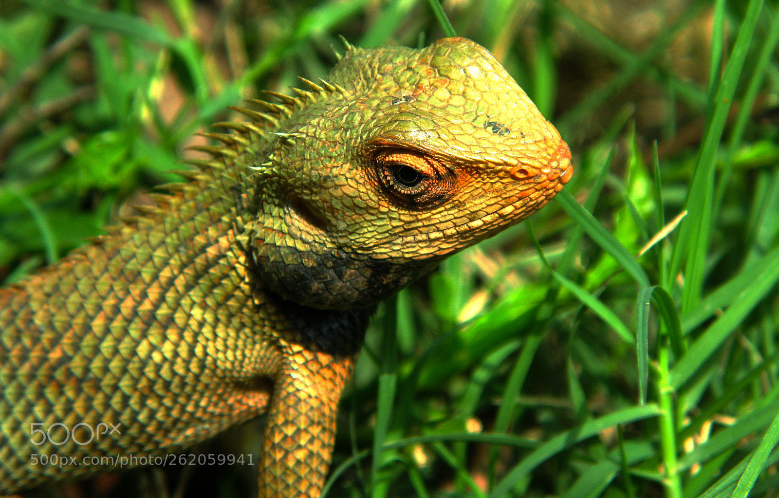 Canon POWERSHOT G9 sample photo. Chameleon photography