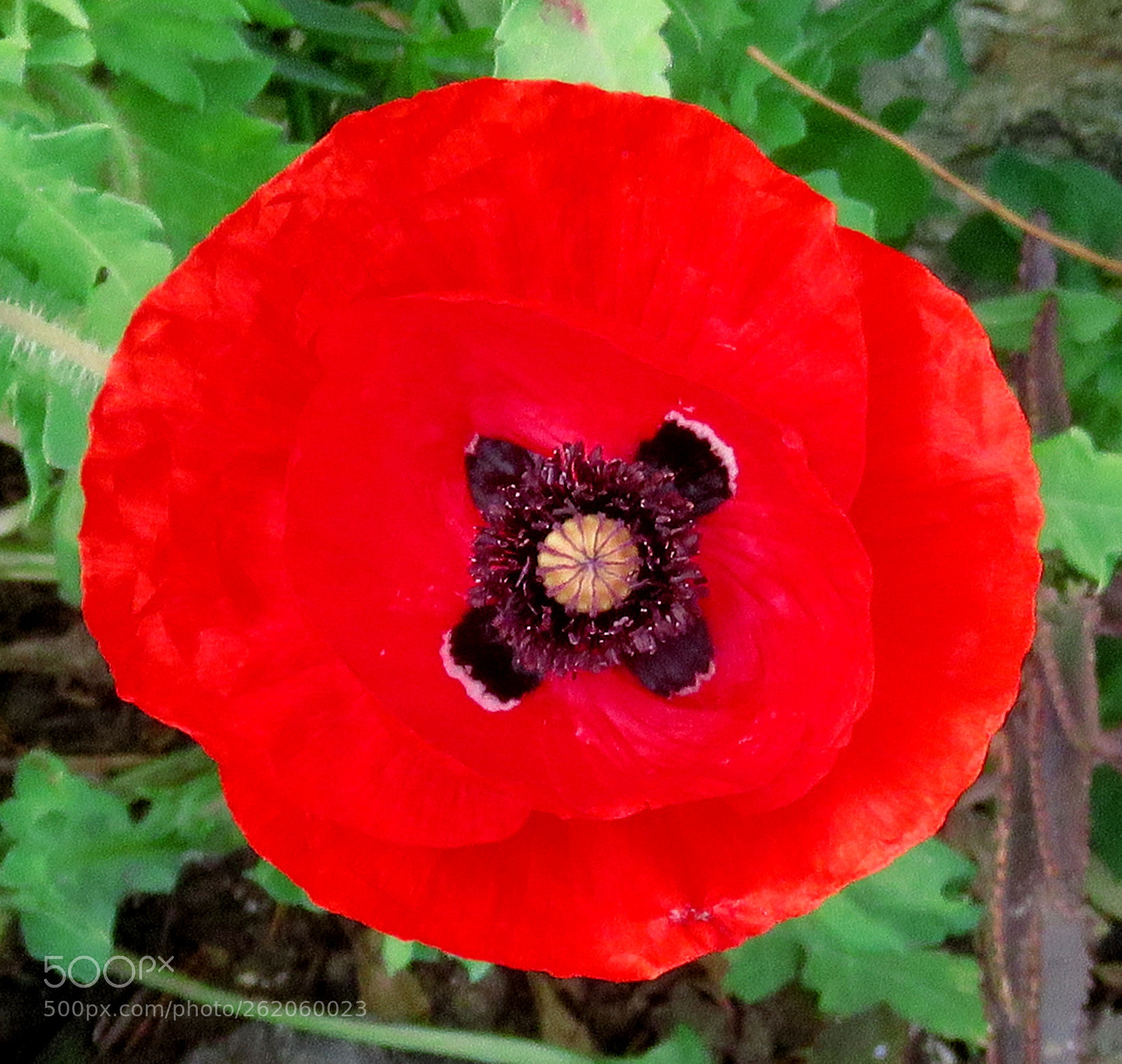Canon PowerShot SX60 HS sample photo. A red flower in photography