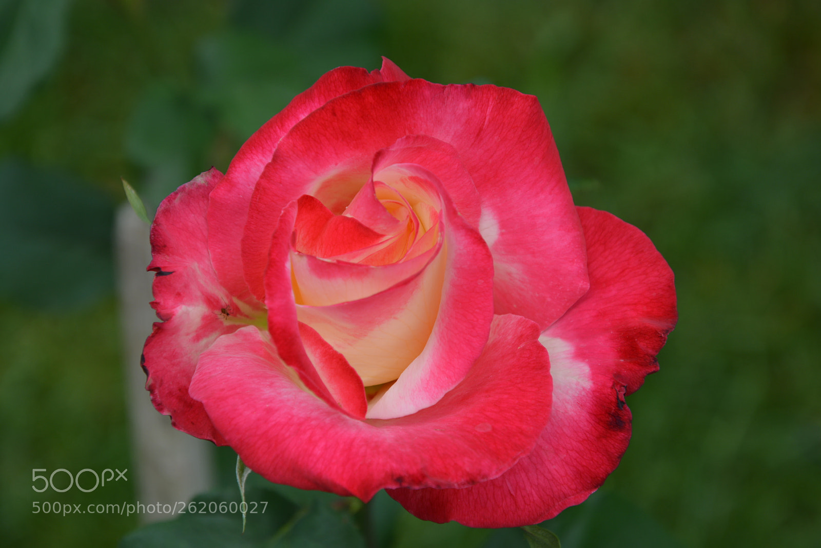 Nikon D5200 sample photo. Rose photography