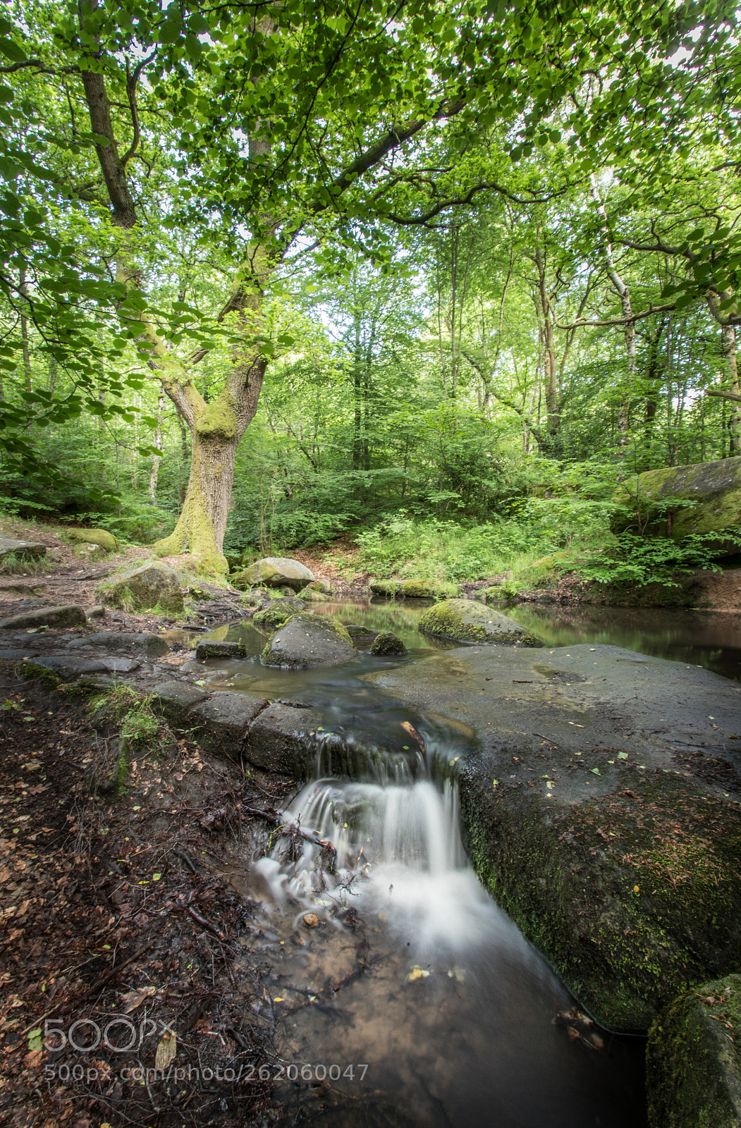 Canon EOS 80D sample photo. Watery glade photography