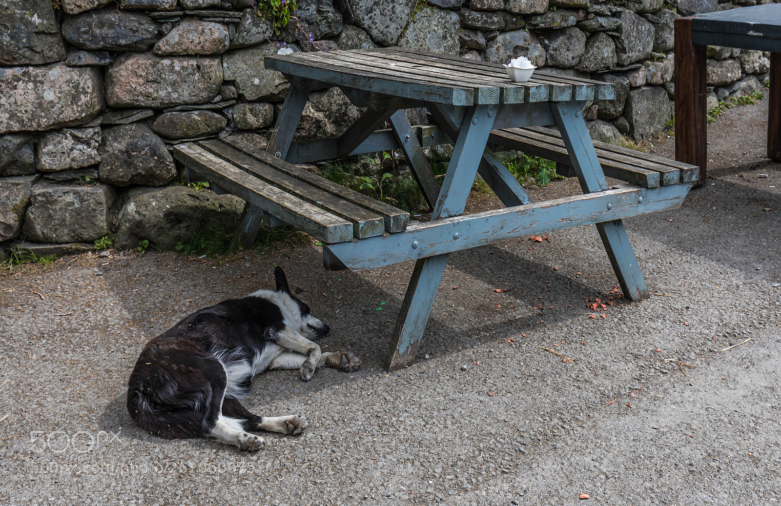 Canon EOS 5D Mark IV sample photo. Its a dogs life photography