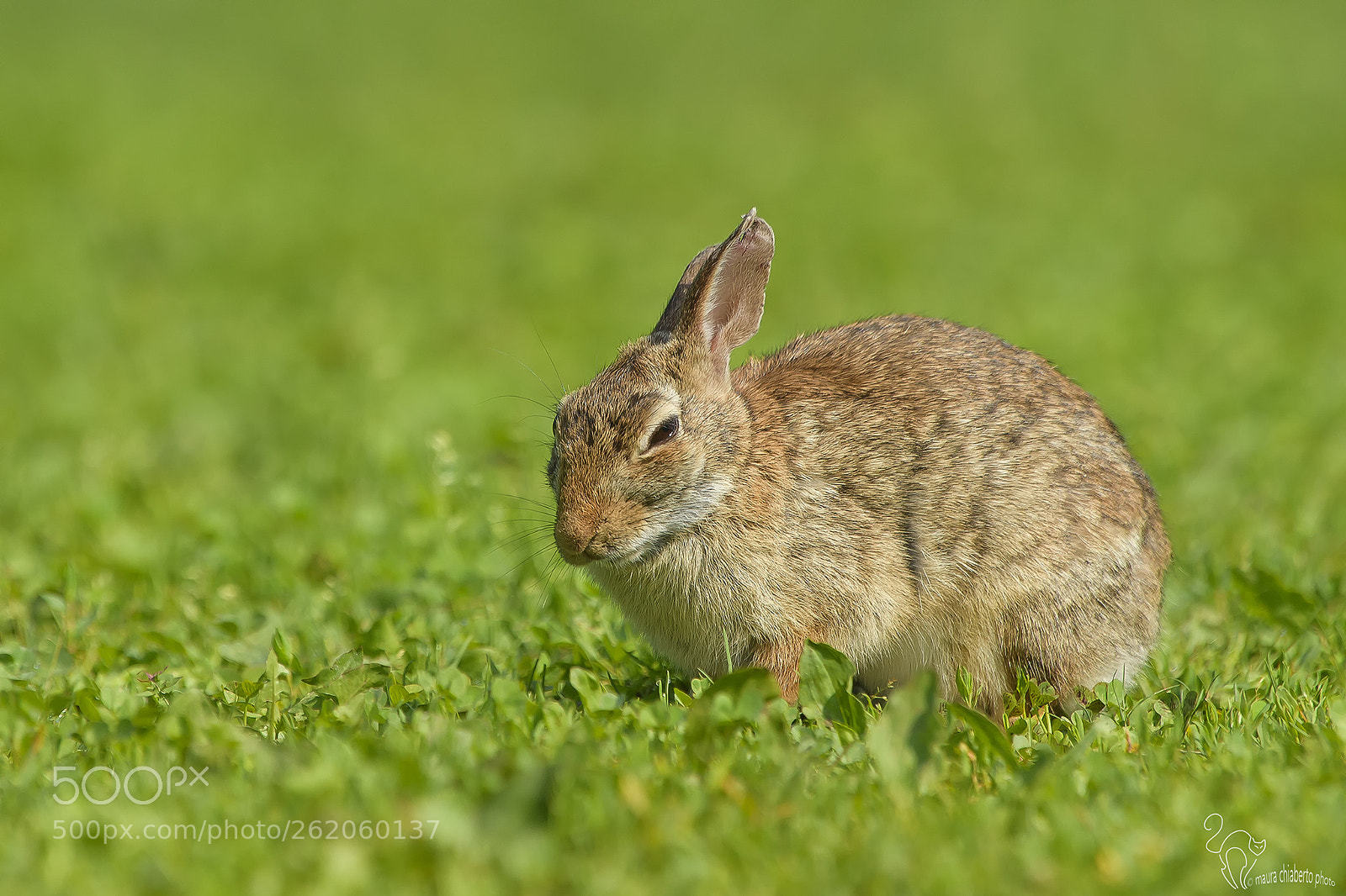 Nikon D4S sample photo. Sylvilagus floridanus, minilepre, lapin photography