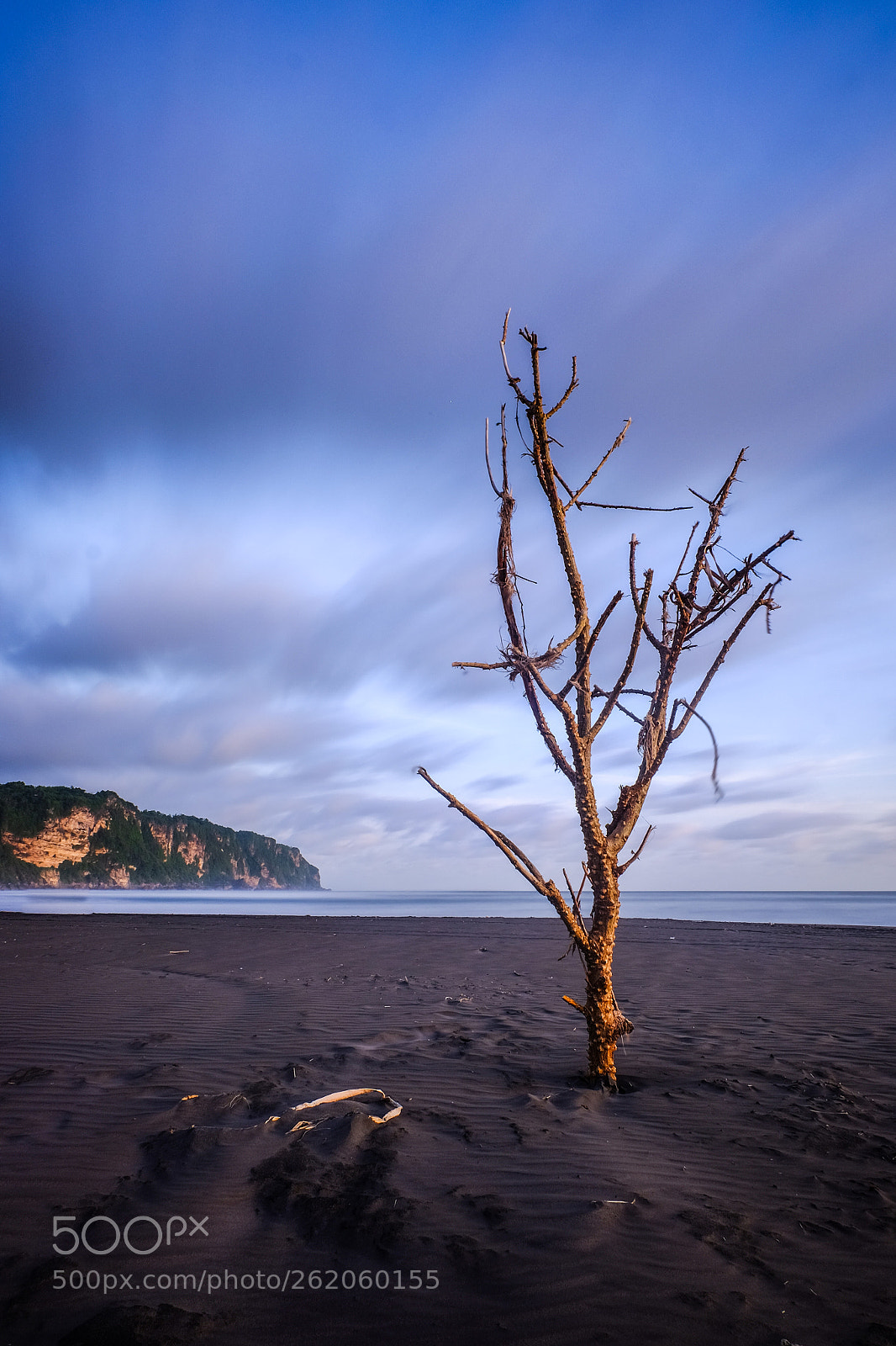 Fujifilm X-T10 sample photo. Lonely tree by the photography