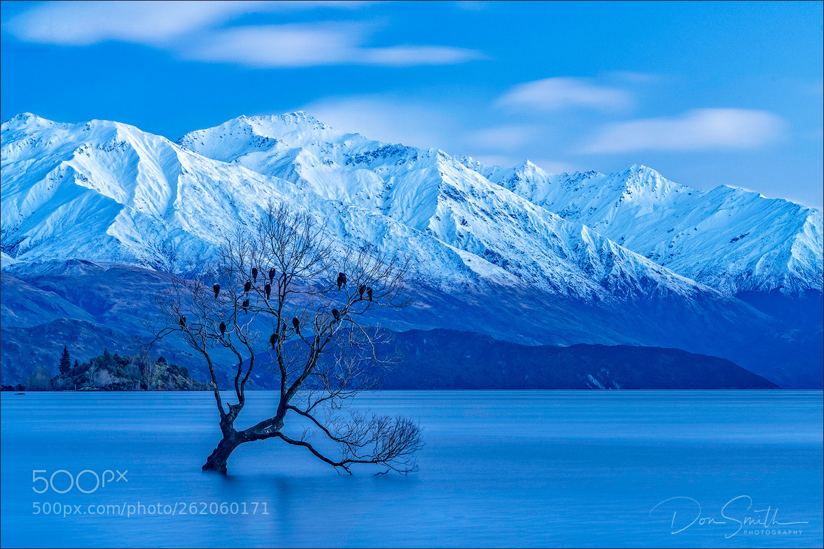 Sony a7R II sample photo. Lone willow in lake photography