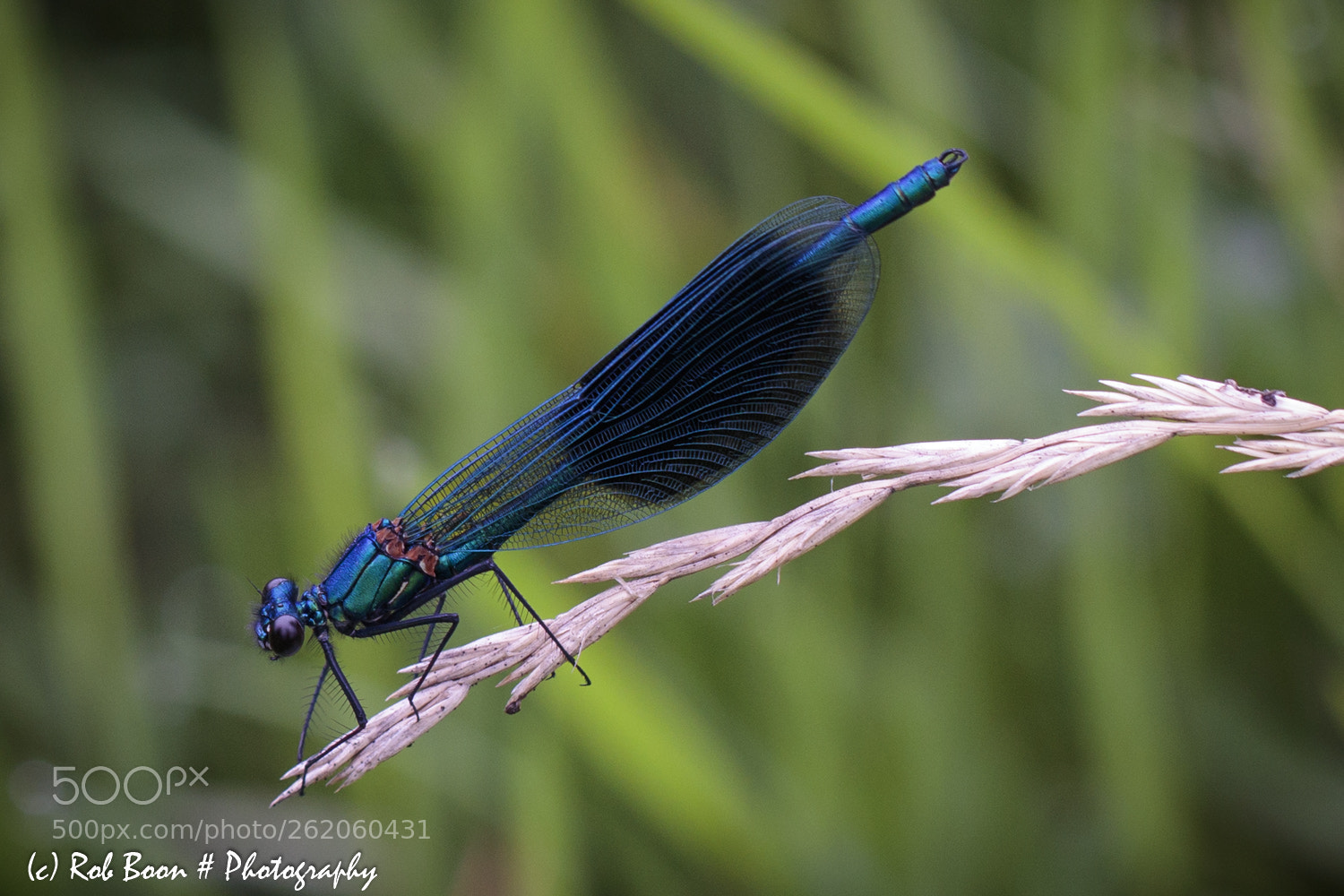 Canon EOS 5DS sample photo. Dragonfly photography