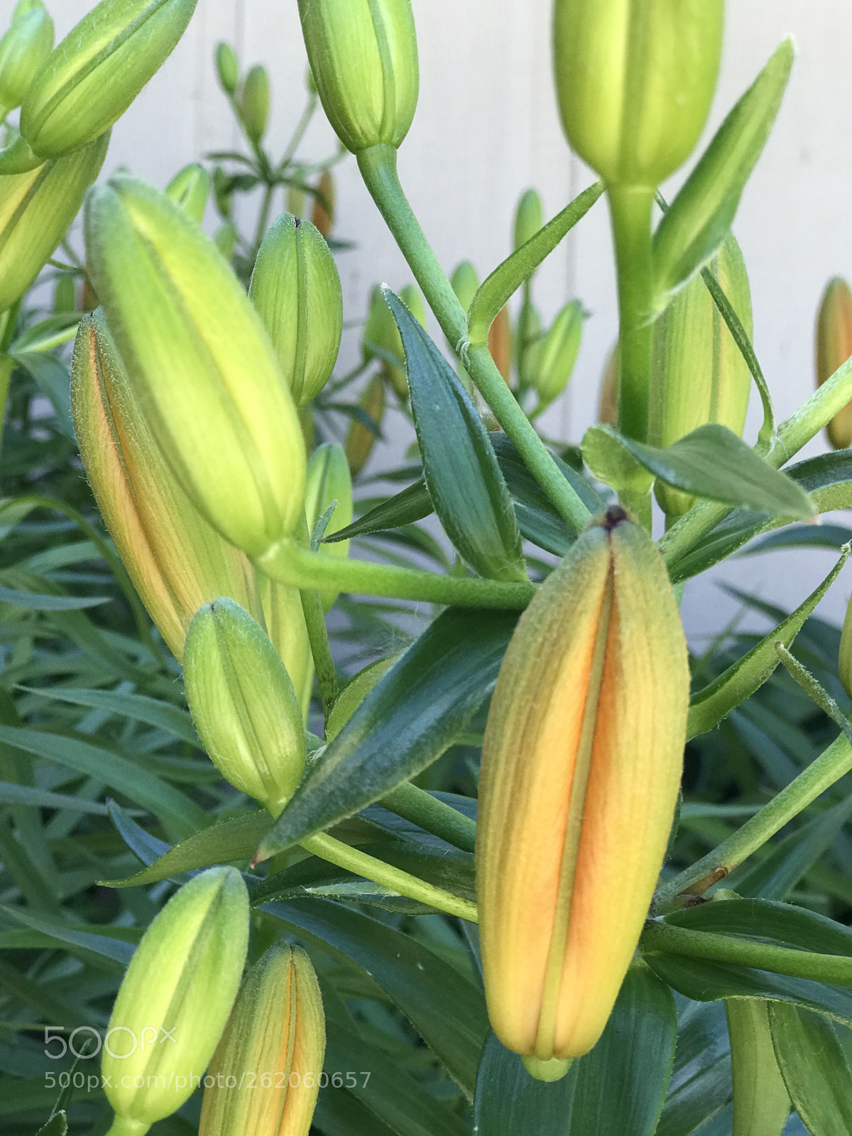 Apple iPhone 7 Plus sample photo. Flowering photography