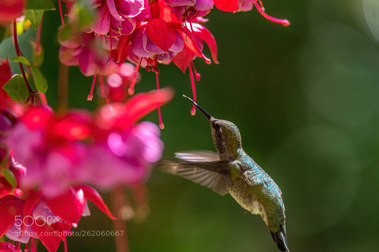 Sony a7 sample photo. Hummingbird and flowers photography