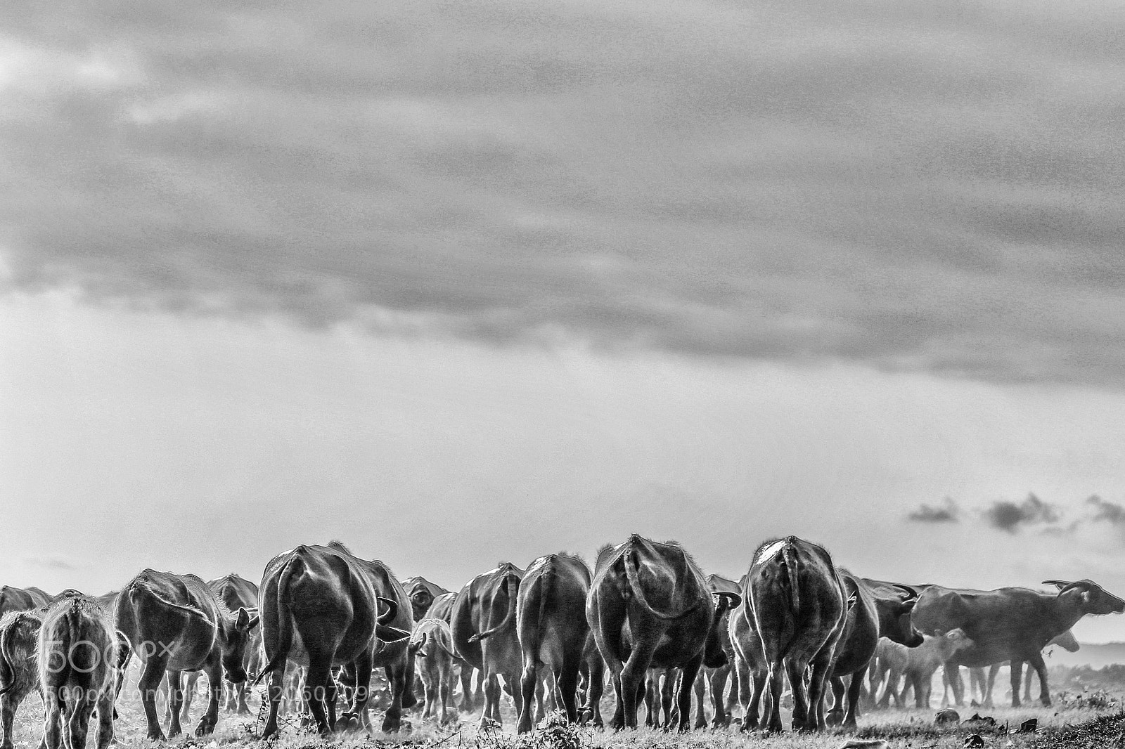 Canon EOS 6D sample photo. Bulls photography