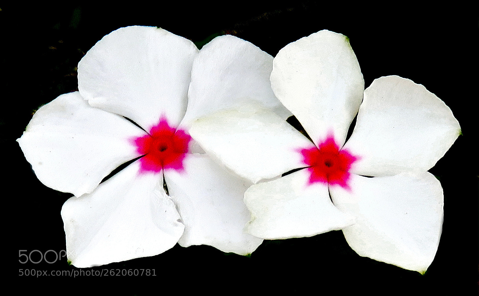 3.8 - 247.0 mm sample photo. Two white and red photography