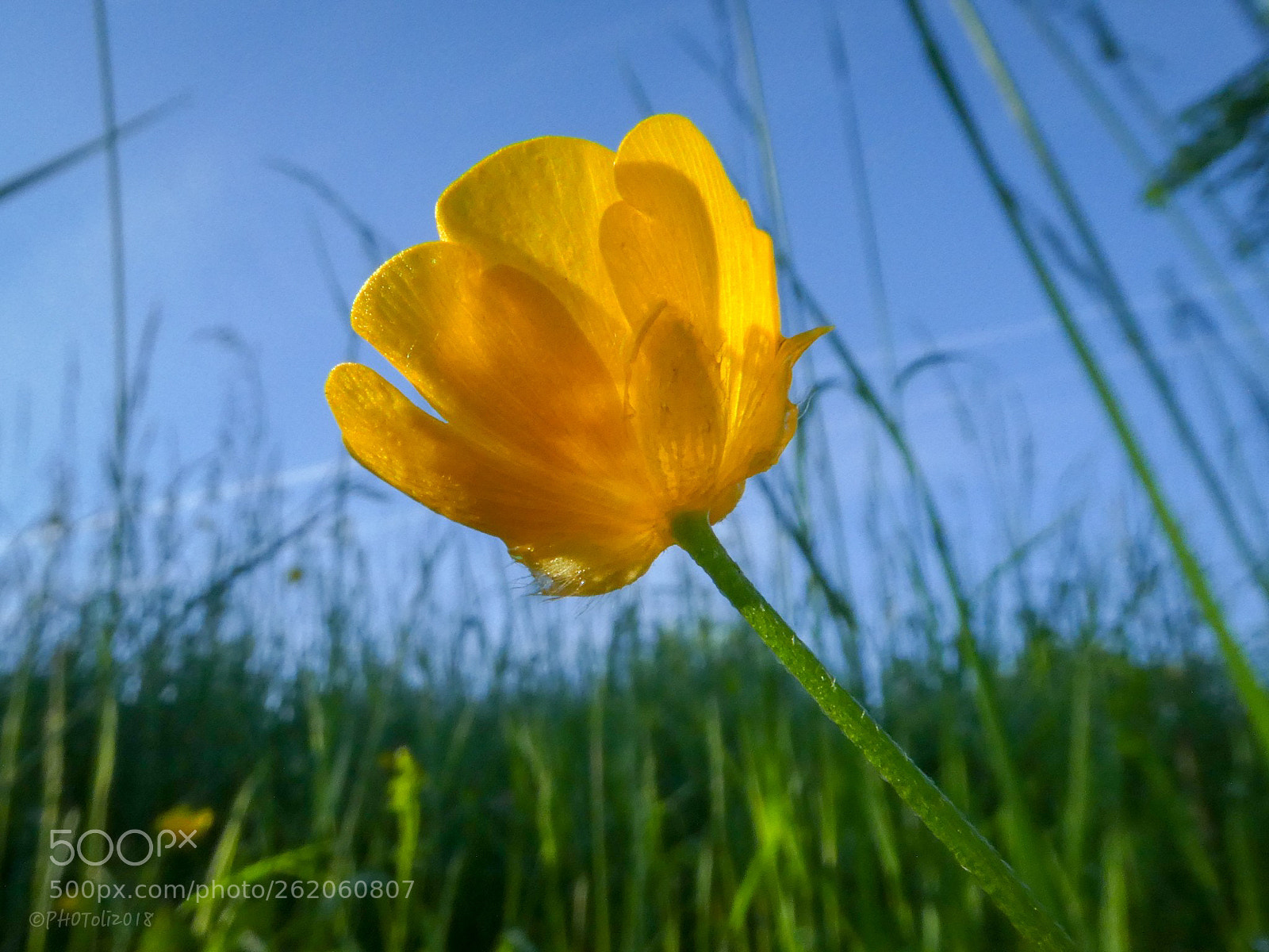 Panasonic DMC-TZ81 sample photo. Sonnengelb photography