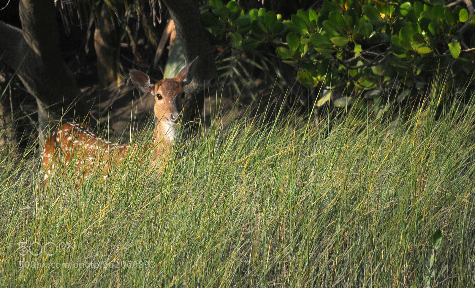 Nikon D300S sample photo. Untitled photography