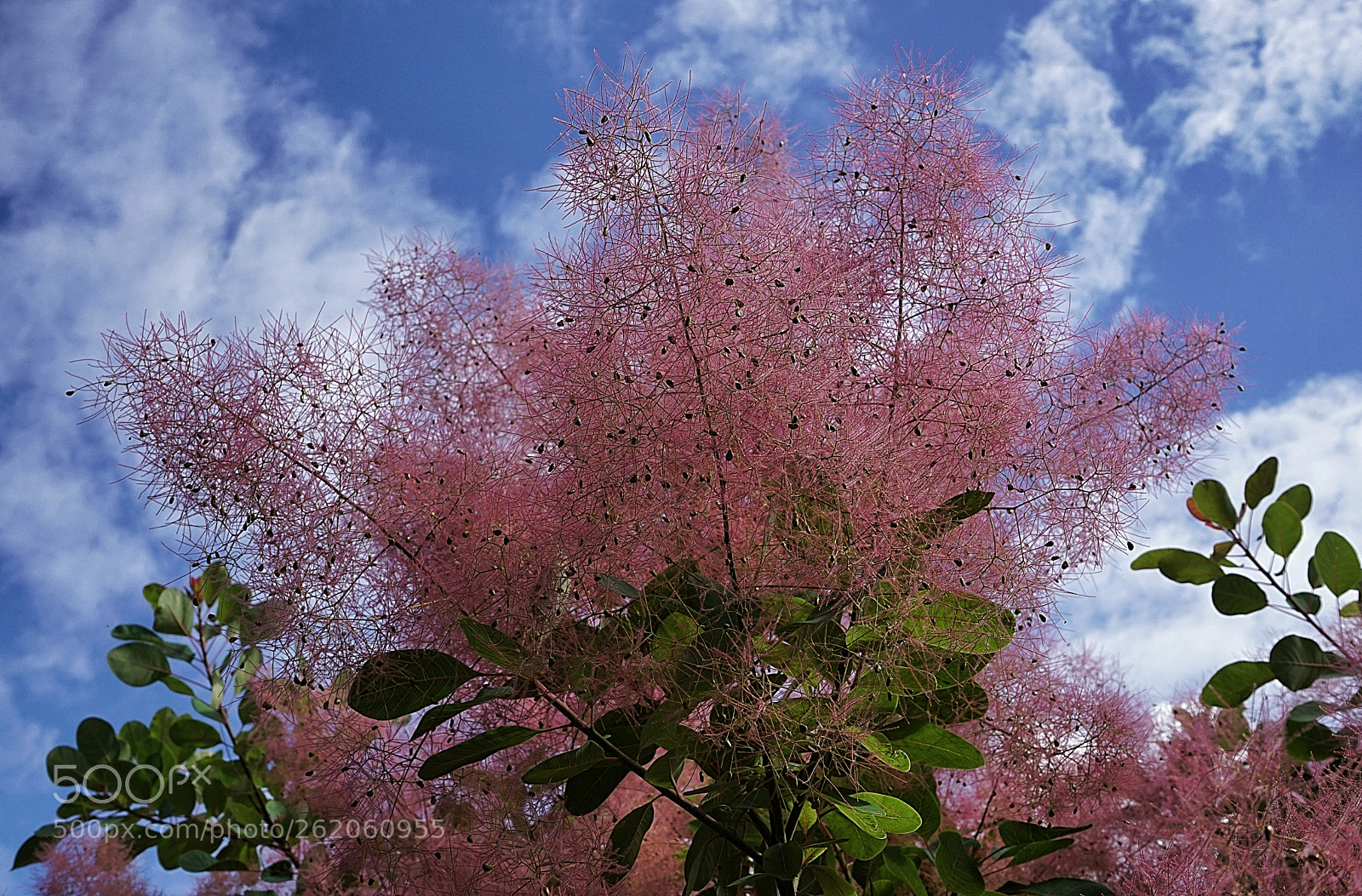 Sony a7 II sample photo. Pruikenboom. photography