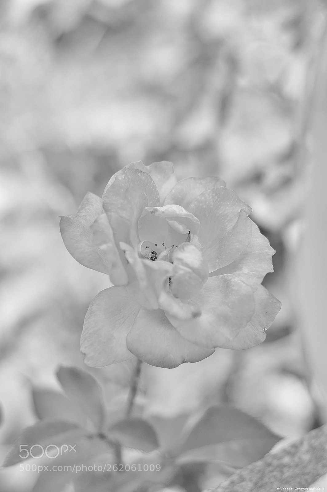 Nikon D3200 sample photo. Flower_2018_05 photography