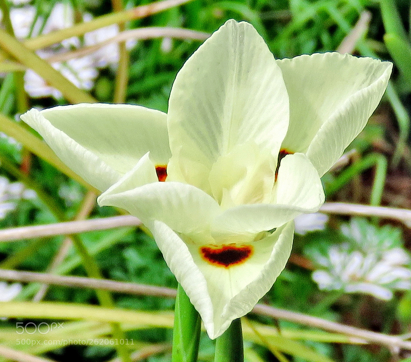 Canon PowerShot SX60 HS + 3.8 - 247.0 mm sample photo. A white dotted flower photography