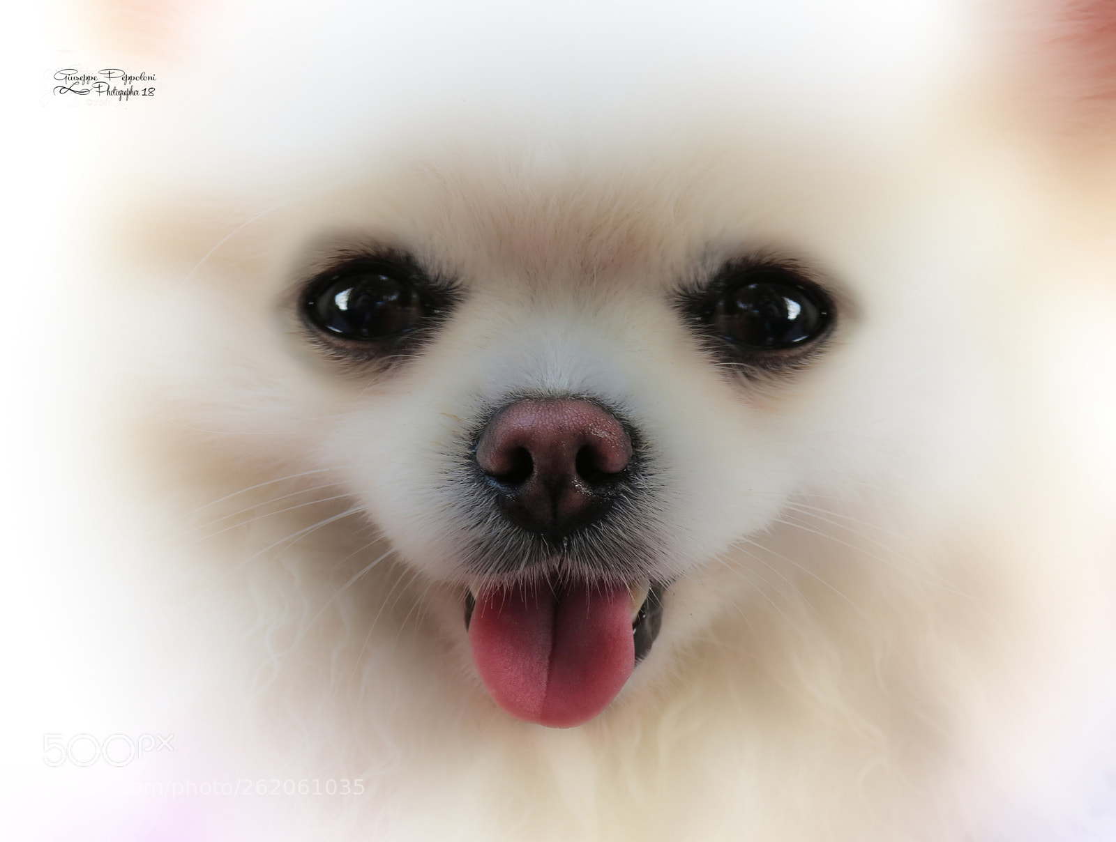 Canon PowerShot G3 X sample photo. Dog photography