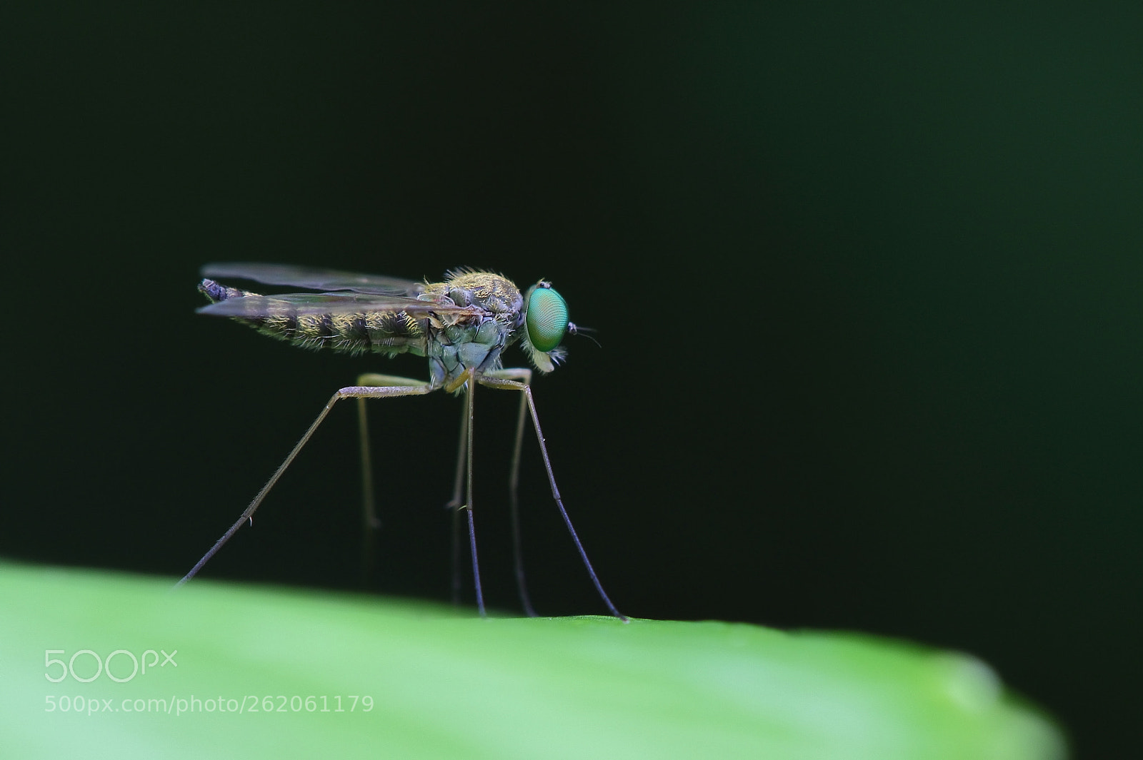 Canon EF 100mm F2.8 Macro USM sample photo. In the dark photography