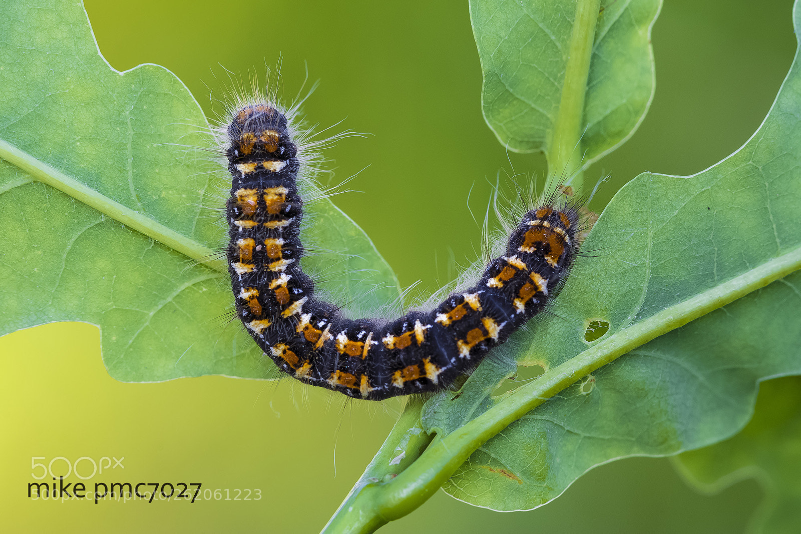 Nikon D7100 sample photo. A caterpillar of the photography