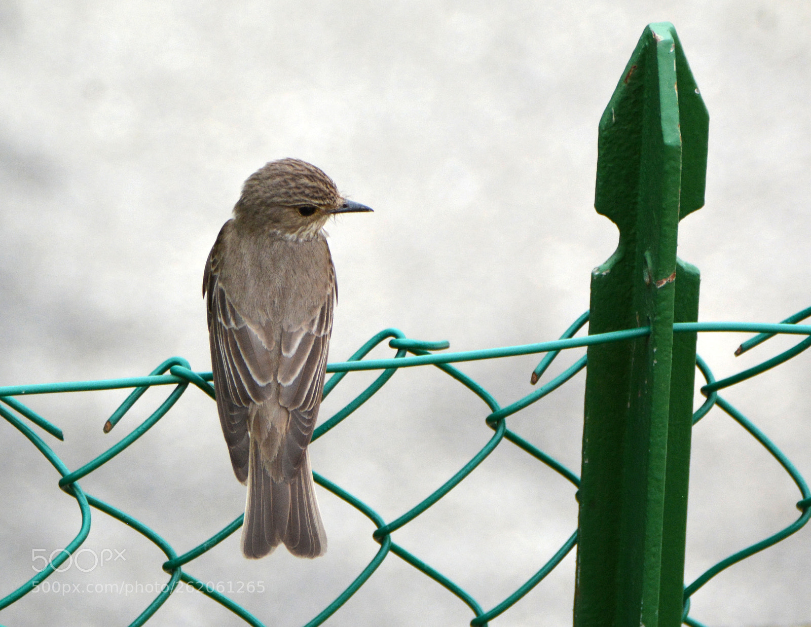 Nikon D7100 sample photo. Flycatcher photography