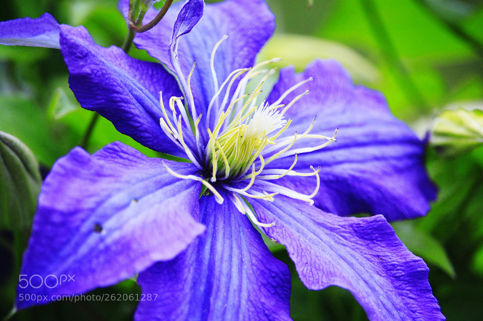 Canon EOS 500D (EOS Rebel T1i / EOS Kiss X3) sample photo. Blue flower photography