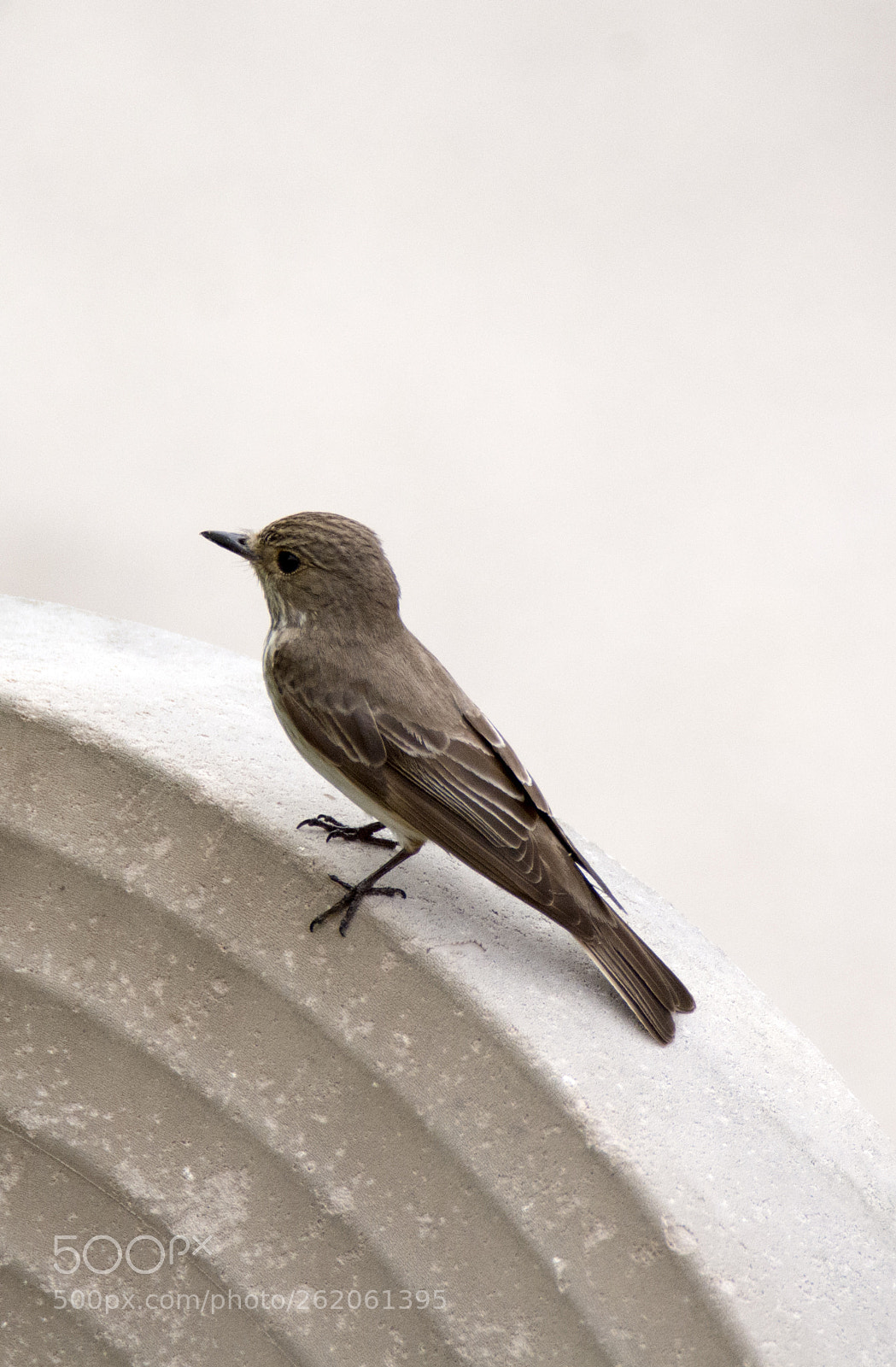Nikon D7100 sample photo. Flycatcher portrait photography