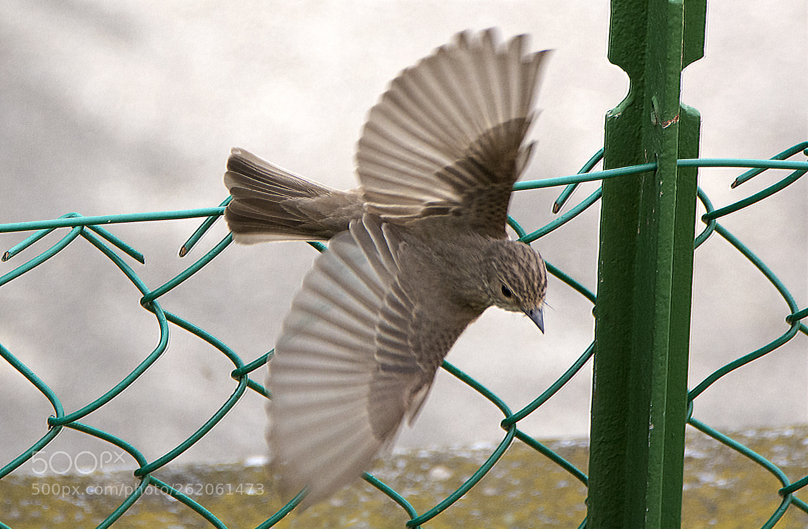 Nikon D7100 sample photo. Freedom photography