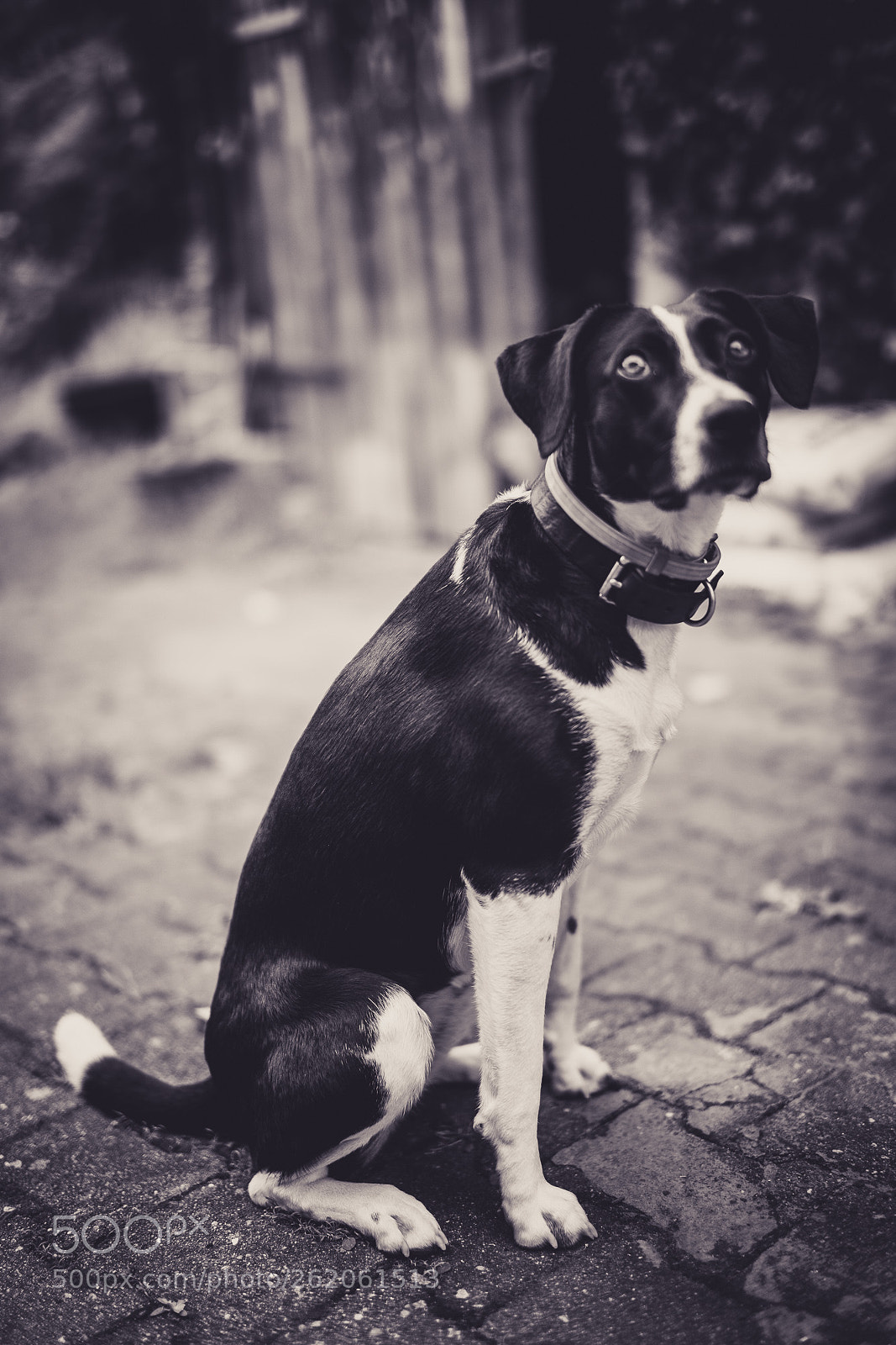 Sony a7R II sample photo. Hyptnotized photography