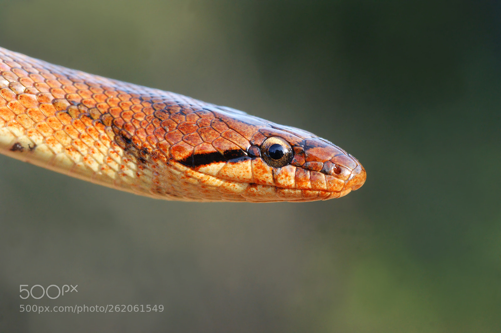 Sony Alpha DSLR-A350 sample photo. Macro of southern smooth photography