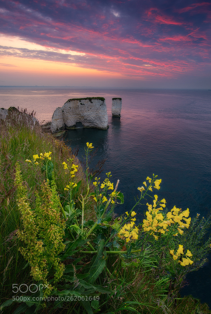Nikon D810 sample photo. Old harry sunrise photography